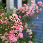 בית נופש Blaue Pause - Hygge-haeuschen Mit Garten Und Kamin Langballig