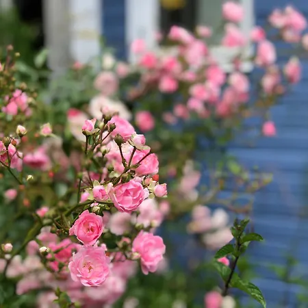 펜션 Blaue Pause - Hygge-haeuschen Mit Garten Und Kamin Langballig